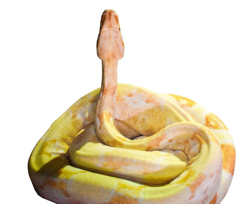 在白色背景隔绝的黄色大蛇 国王球Python的Python，亦称皇家Python，是Python 库存照片