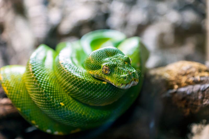 绿色树Python莫雷利亚viridis爬行动物特写 库存照片