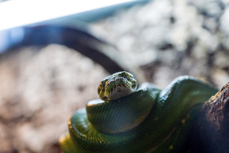 绿树蟒，Morelia viridis 爬行动物特写 免版税库存图片