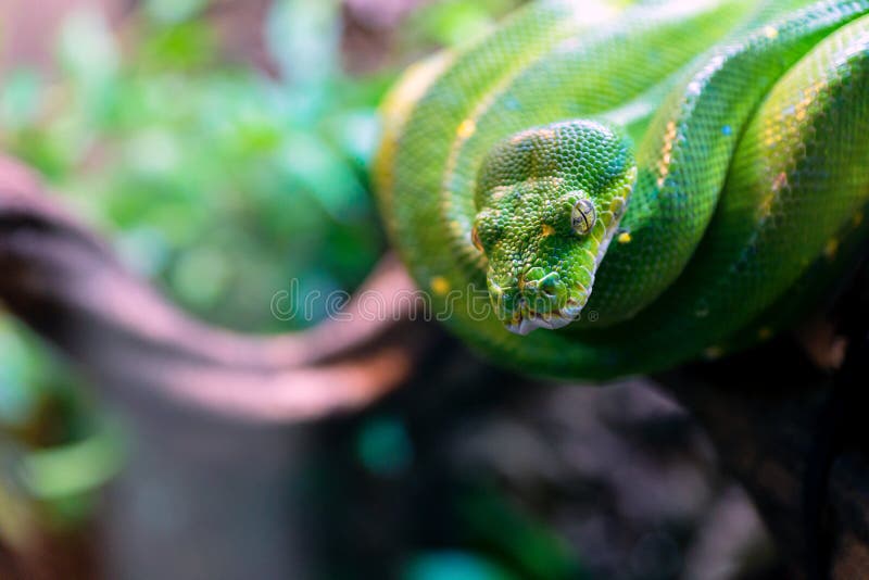 绿色树Python莫雷利亚viridis爬行动物特写 图库摄影
