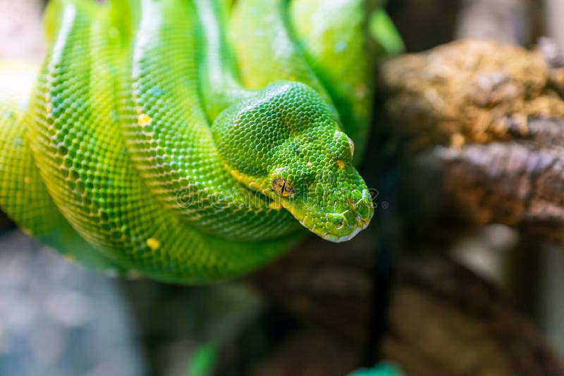 绿树蟒，Morelia viridis 爬行动物特写 库存照片