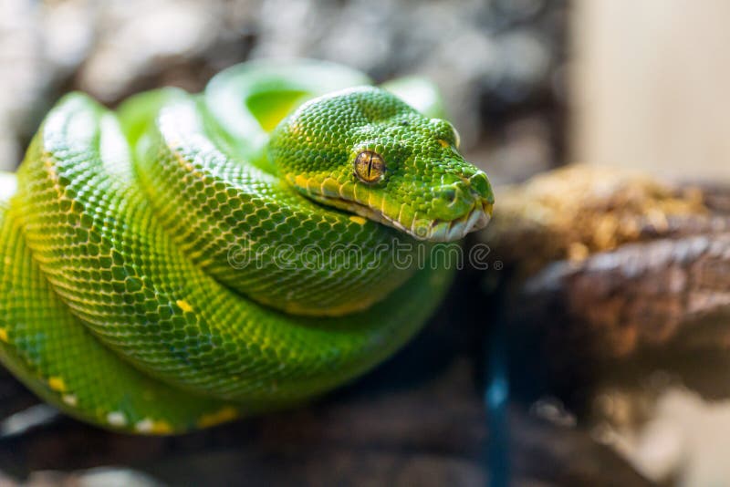 绿树蟒，Morelia viridis 爬行动物特写 库存图片