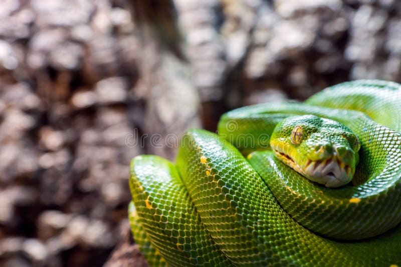 绿树蟒，Morelia viridis 动物特写 库存图片