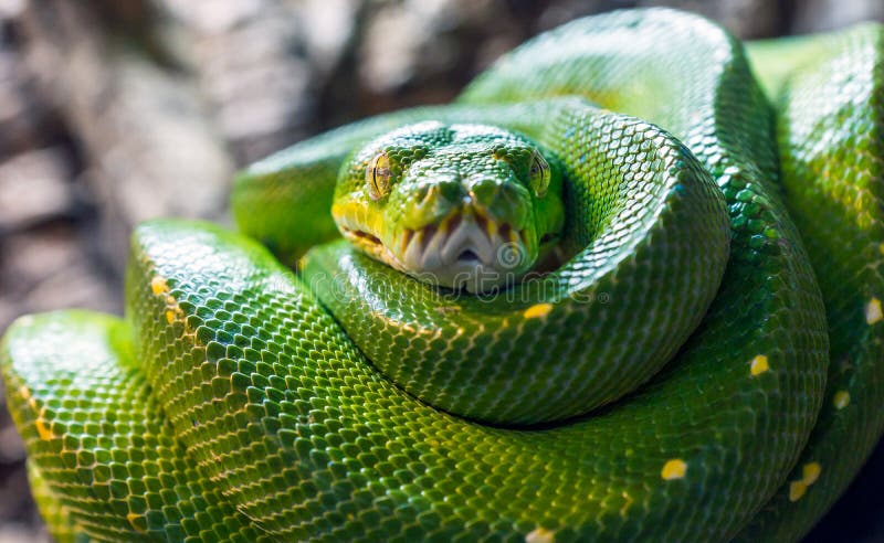 绿树蟒，Morelia viridis 动物特写 免版税库存图片
