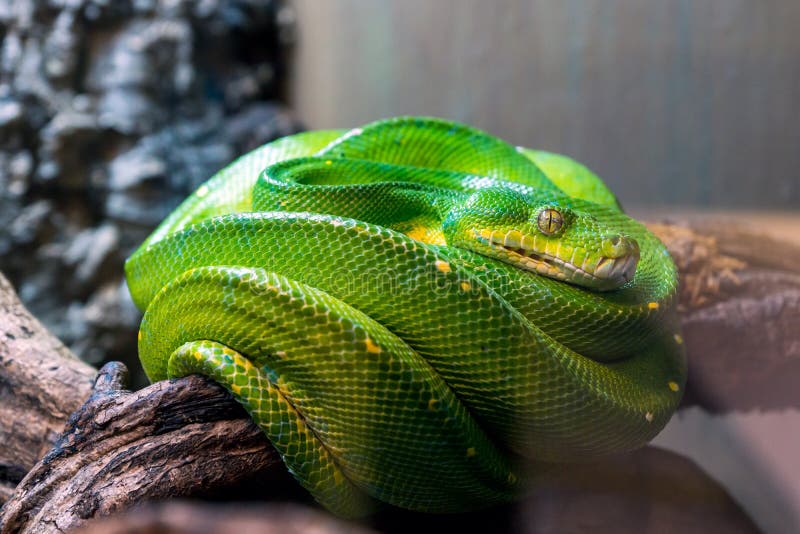 绿树蟒，Morelia viridis 动物特写 库存图片