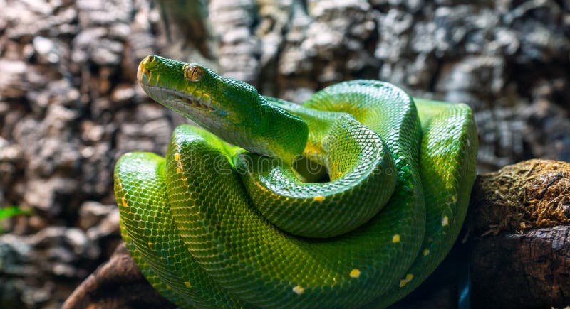 绿树蟒，Morelia viridis 爬行动物特写 免版税库存照片