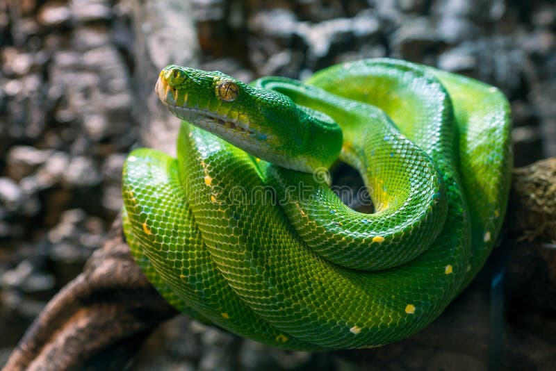 绿色树Python莫雷利亚viridis爬行动物特写 免版税库存图片