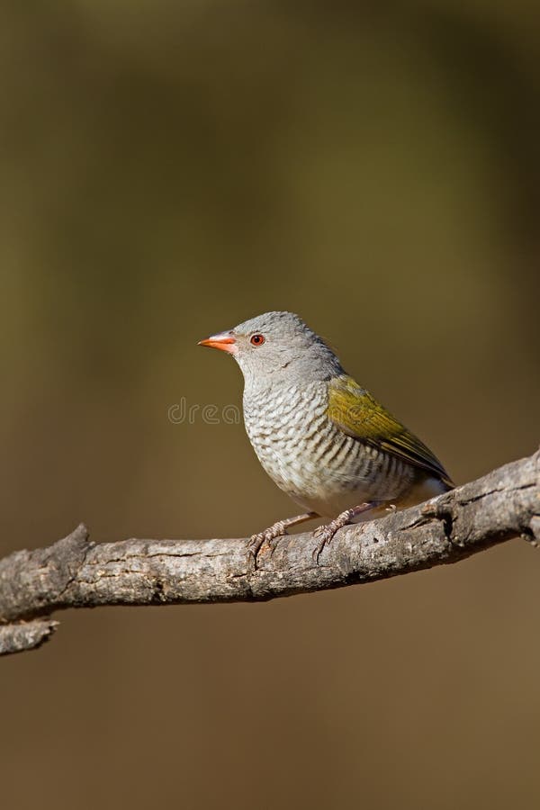 Pytilia viridipenne femelle (Melba Finch) photos libres de droits