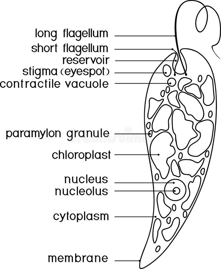 Página que colorea con la estructura de los viridis de la Euglena con títulos stock de ilustración