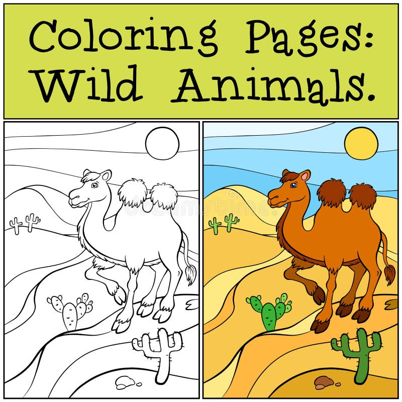 Páginas del colorante: Animales salvajes Camello lindo