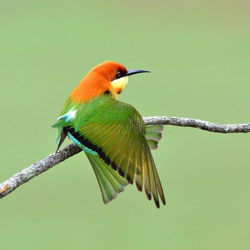 Pájaro (Abeja-comedores Castaña-dirigidos), Tailandia imágenes de archivo libres de regalías Pájaro (Abeja-comedores Castaña-dirigidos), Tailandia imágenes de archivo libres de regalías
