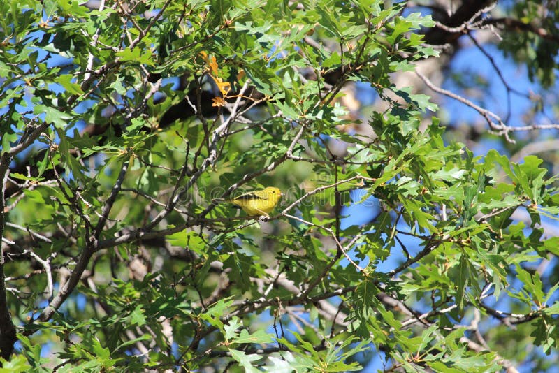 Pájaro amarillo en el top del árbol fotos de archivo Pájaro amarillo en el top del árbol fotos de archivo