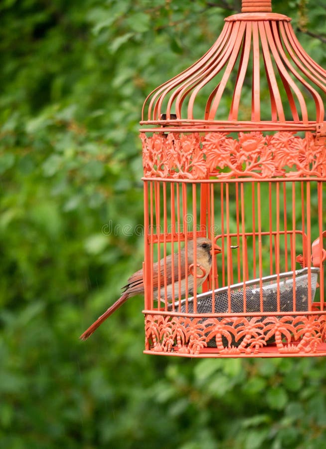 Pretty orange red bird with orange beak in an outdoor orange cage. Pretty orange red bird with orange beak in an outdoor orange cage.