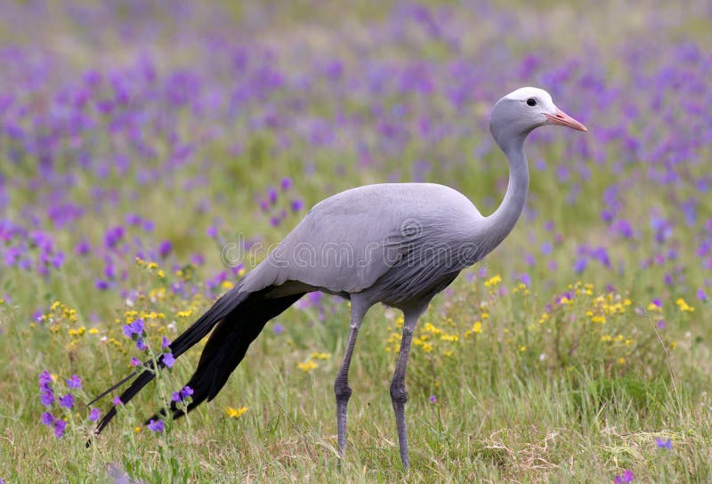 Pájaro azul de la grúa imágenes de archivo libres de regalías Pájaro azul de la grúa imágenes de archivo libres de regalías
