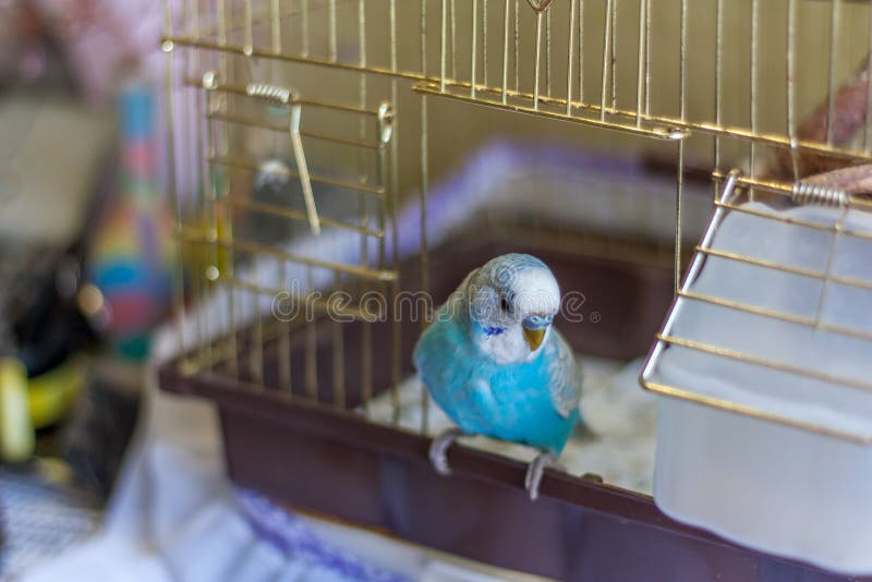 Blue budgie bird on a cage door. Blue budgie bird on a cage door