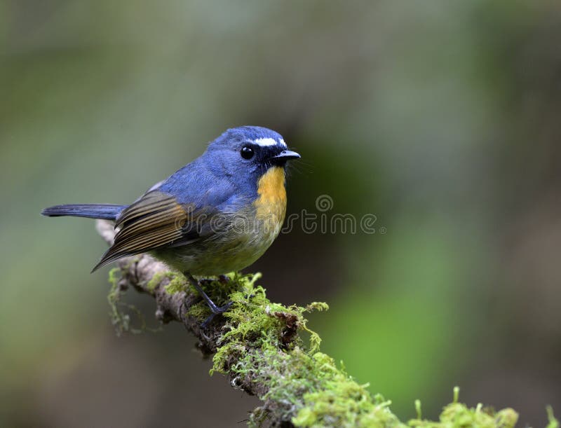 Pájaro azul hermoso con el pecho anaranjado y las frentes blancas que encarama o
