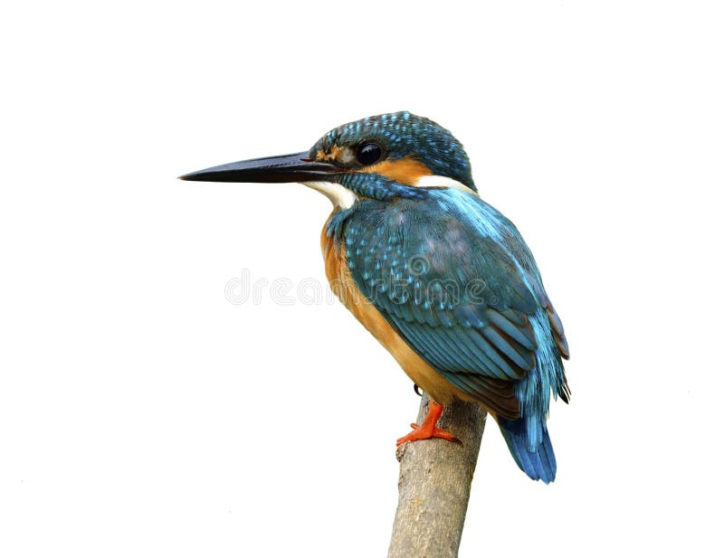 Pájaro azul hermoso con los detalles de las plumas de pies a cabeza, COM