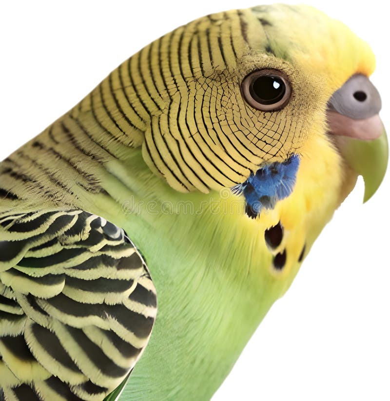 Pájaro Bugerigar brillante con colores vivos que muestran un encanto único. stock de ilustración