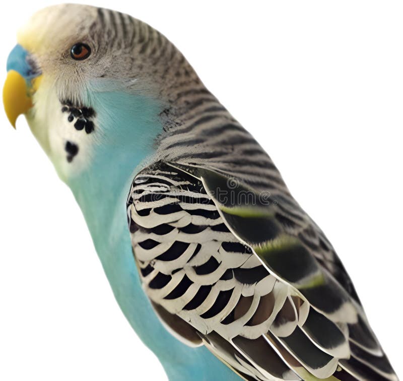 Pájaro Bugerigar brillante con colores vivos que muestran un encanto único. stock de ilustración