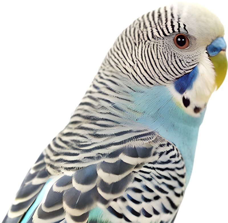 Pájaro Bugerigar brillante con colores vivos que muestran un encanto único. libre illustration