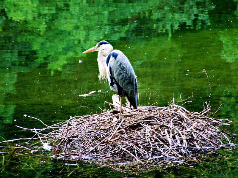pájaro, cigüeña, garza, naturaleza, animal, blanco, jerarquía, pájaros, fauna, agua, garceta, pico, salvaje, cigüeñas, pluma, ver imagen de archivo pájaro, cigüeña, garza, naturaleza, animal, blanco, jerarquía, pájaros, fauna, agua, garceta, pico, salvaje, cigüeñas, pluma, ver imagen de archivo