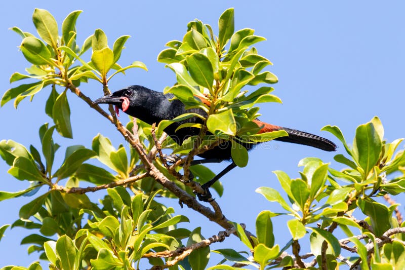 The North Island saddleback or tieke has a staccato call and easily identifiable markings. The North Island saddleback or tieke has a staccato call and easily identifiable markings.