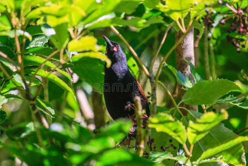 The North Island saddleback or tieke has a staccato call and easily identifiable markings. The North Island saddleback or tieke has a staccato call and easily identifiable markings.