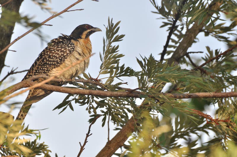 Pájaro de Koel oriental sentado en un roble de seda imagen de archivo libre de regalías Pájaro de Koel oriental sentado en un roble de seda imagen de archivo libre de regalías