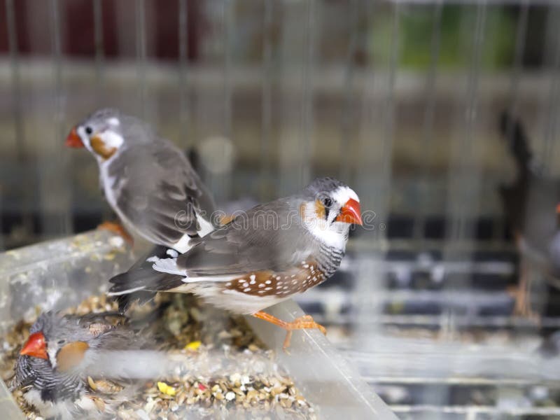 Taeniopygia guttata Estrildidae family cage bird on pets shop. Taeniopygia guttata Estrildidae family cage bird on pets shop.