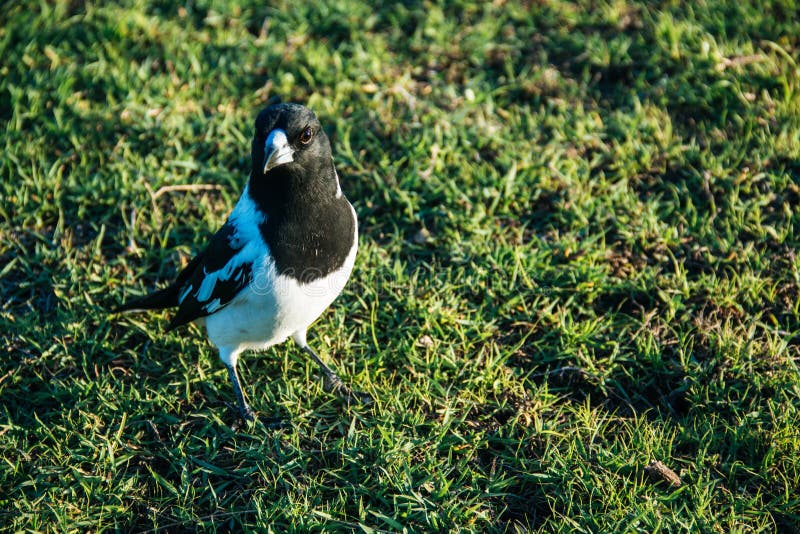 Pájaro de la urraca australiana en la hierba verde en la tarde fotografía de archivo Pájaro de la urraca australiana en la hierba verde en la tarde fotografía de archivo
