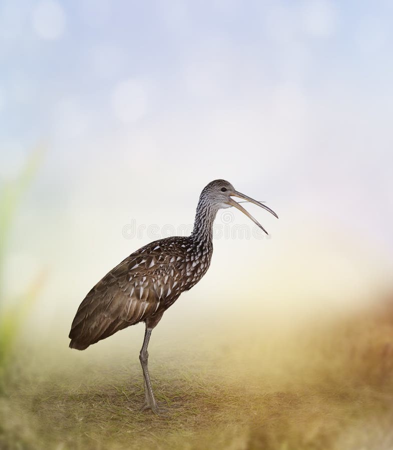 Pájaro de Limpkin imágenes de archivo libres de regalías Pájaro de Limpkin imágenes de archivo libres de regalías