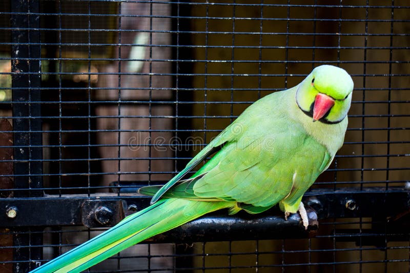 Pájaro de Lorikeets del cautivo en una jaula de la pajarera