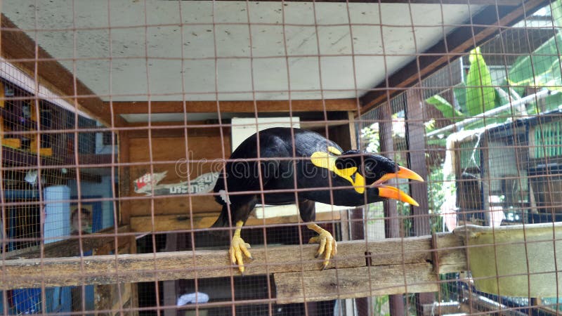 Hill Myna bird in the cage. Can be taught to speak. Favourite speaking bird in Asian house. Hill Myna bird in the cage. Can be taught to speak. Favourite speaking bird in Asian house.