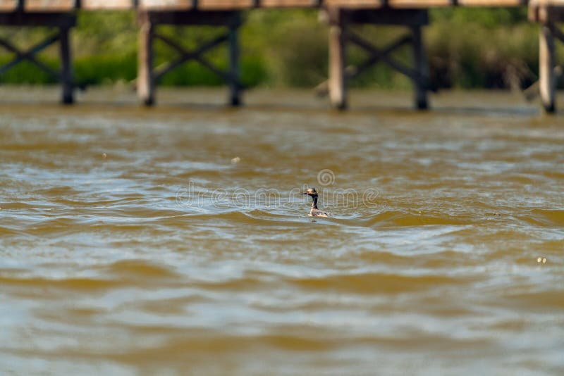 Pájaro de ojos enrojecidos en el lago Pájaro del colimbo espigado foto de archivo libre de regalías Pájaro de ojos enrojecidos en el lago Pájaro del colimbo espigado foto de archivo libre de regalías