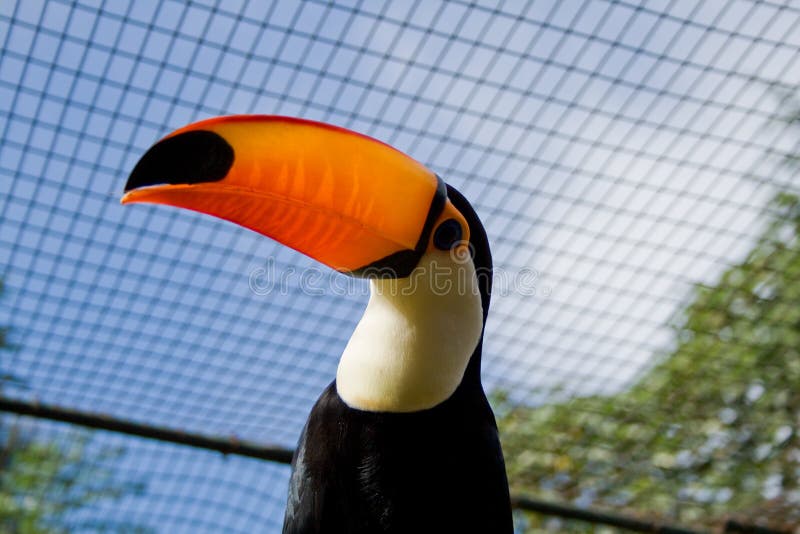 A colorful toucan bird in the cage. A colorful toucan bird in the cage