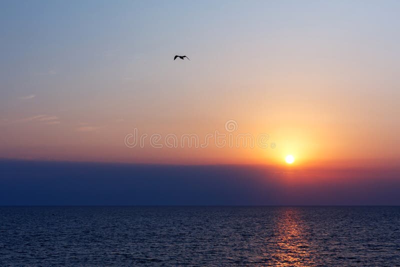 Pájaro de vuelo en puesta del sol en el mar fotos de archivo Pájaro de vuelo en puesta del sol en el mar fotos de archivo