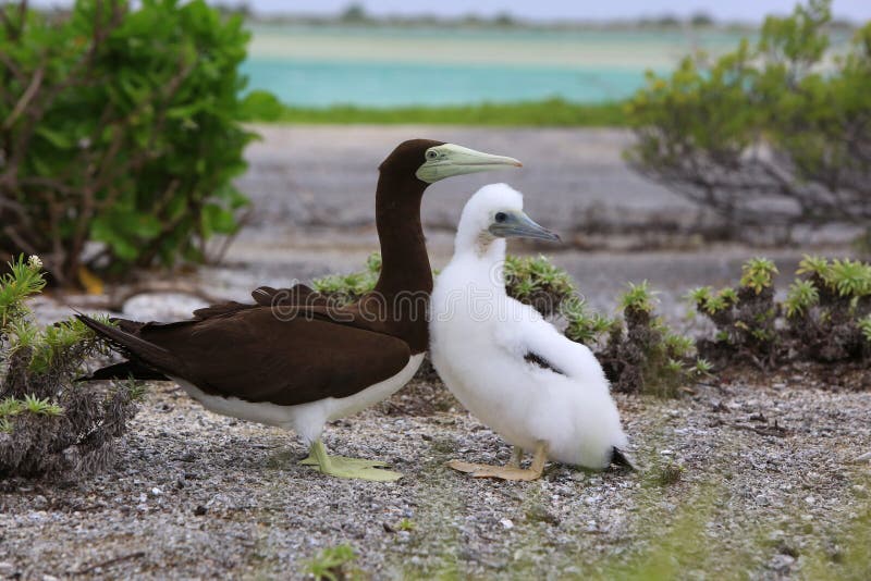 Pájaro del bobo de Brown con un polluelo fotografía de archivo libre de regalías Pájaro del bobo de Brown con un polluelo fotografía de archivo libre de regalías