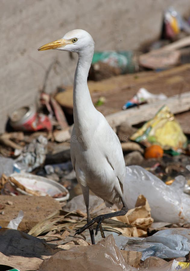 Egypt egret bird on scrap-heap. Egypt egret bird on scrap-heap