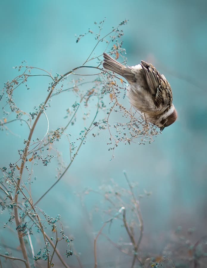 Pájaro del gorrión que se sienta en el palillo viejo Invierno congelado Po del pájaro del gorrión imagen de archivo Pájaro del gorrión que se sienta en el palillo viejo Invierno congelado Po del pájaro del gorrión imagen de archivo