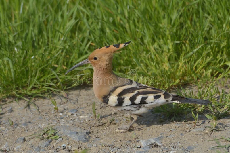 Pájaro del Hoopoe en el hábitat natural (epops del Upupa) imagenes de archivo Pájaro del Hoopoe en el hábitat natural (epops del Upupa) imagenes de archivo