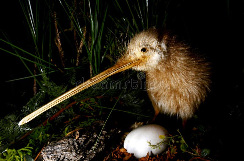 Pájaro del kiwi y un huevo