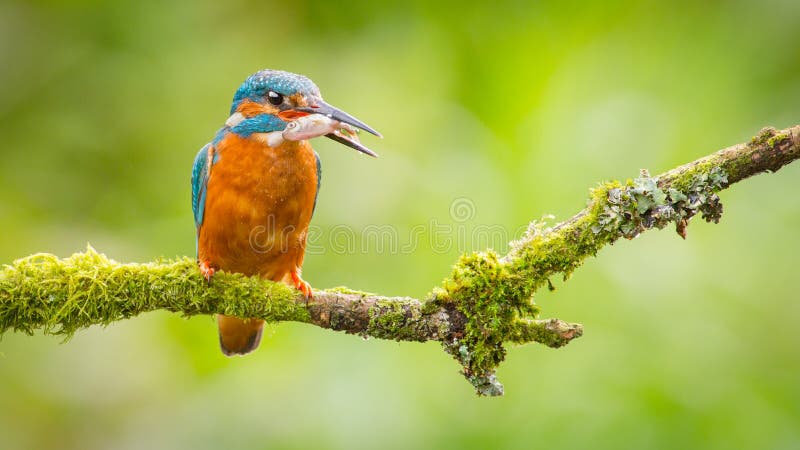 Pájaro del martín pescador con los pescados fotos de archivo libres de regalías Pájaro del martín pescador con los pescados fotos de archivo libres de regalías