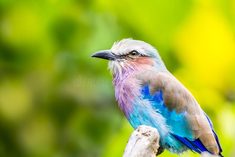 Lilac Breasted Roller (Coracias caudatus) is a member of the roller family of birds. It is widely distributed in Saharan Africa and the southern Arabian Peninsula, preferring open woodland and savanna. It is largely absent from treeless places. Usually found alone or in pairs, it perches conspicuously at the tops of trees, poles or other high vantage points from where it can spot insects, lizards, scorpions, snails, small birds and rodents moving about at ground level. Nesting takes place in a natural hole in a tree where a clutch of 2 to 4 eggs is laid, and incubated by both parents, who are extremely aggressive in defense of their nest, taking on raptors and other birds. Lilac Breasted Roller (Coracias caudatus) is a member of the roller family of birds. It is widely distributed in Saharan Africa and the southern Arabian Peninsula, preferring open woodland and savanna. It is largely absent from treeless places. Usually found alone or in pairs, it perches conspicuously at the tops of trees, poles or other high vantage points from where it can spot insects, lizards, scorpions, snails, small birds and rodents moving about at ground level. Nesting takes place in a natural hole in a tree where a clutch of 2 to 4 eggs is laid, and incubated by both parents, who are extremely aggressive in defense of their nest, taking on raptors and other birds.