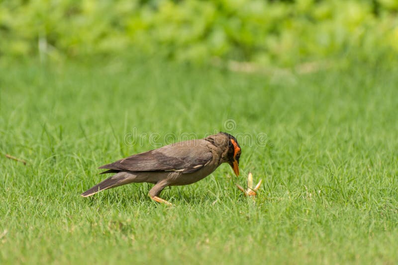 Pájaro e insecto de myna del banco imagen de archivo Pájaro e insecto de myna del banco imagen de archivo
