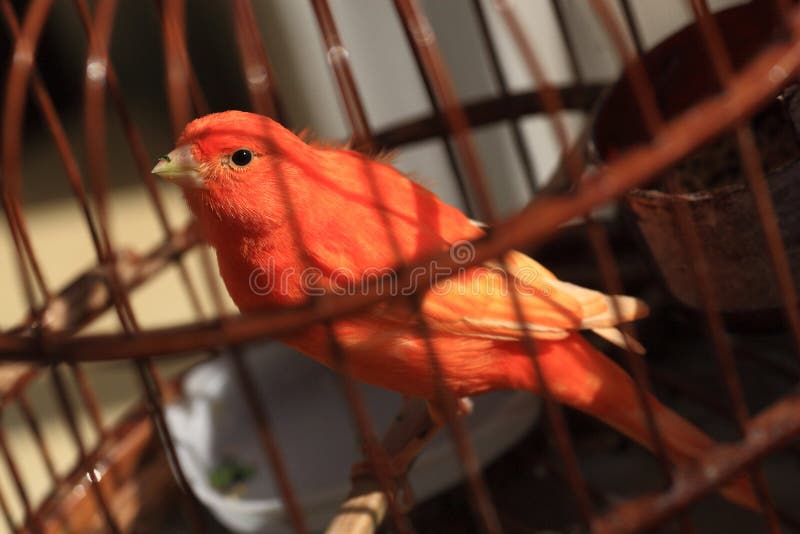 A bird kept in cage. A bird kept in cage