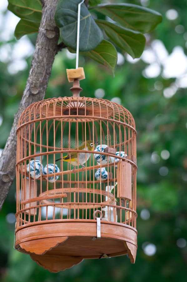 A bird cage hanging on the tree. A bird cage hanging on the tree