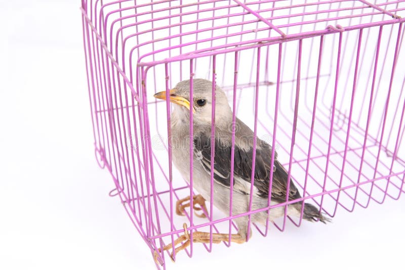 Bird in cage with white background. Bird in cage with white background