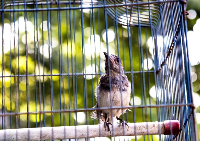 A little bird looking outside in the cage,as it hopping to be free. A little bird looking outside in the cage,as it hopping to be free.