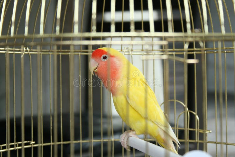 Beautiful colour bird in a golden cage. Beautiful colour bird in a golden cage