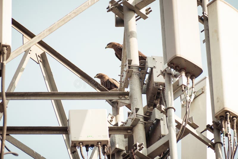 Pájaro en una línea de transmisión de alto voltaje Los pájaros no consiguen chocados cuando se sientan en los alambres eléctricos fotografía de archivo libre de regalías Pájaro en una línea de transmisión de alto voltaje Los pájaros no consiguen chocados cuando se sientan en los alambres eléctricos fotografía de archivo libre de regalías
